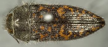 Media type: image;   Entomology 24416 Aspect: habitus dorsal view